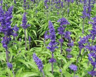 青州承玉花卉苗木基地 山東草花與苗木的首選供應平臺